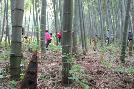 タケノコ掘り0251