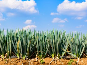 450-20170816224418342392