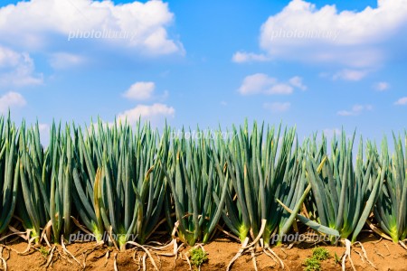 450-20170816224418342392