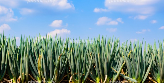 450-20170816224418342392